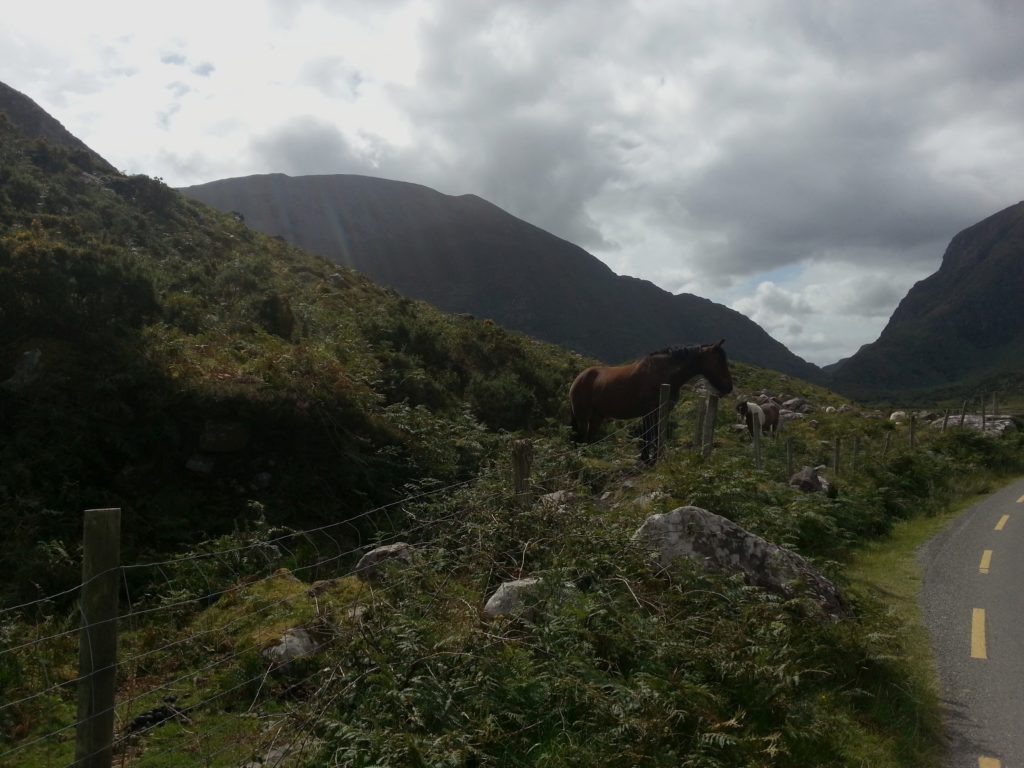 Irland - die grüne Insel (2008-2015)