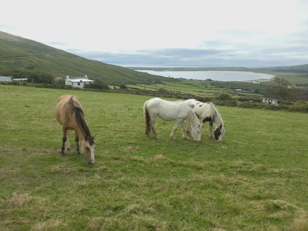 Irland - die grüne Insel (2008-2015)