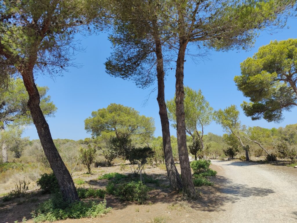 It's Ca’n Picalifornication – Time... Again!!! (Mallorca August 2022)