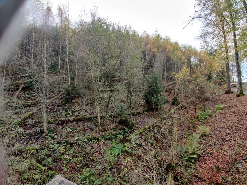 Neulich am Sorpesee - ein kleine Wanderung