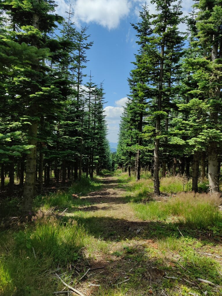 Wanderung von Silbach zum Kahlen Asten und zurück