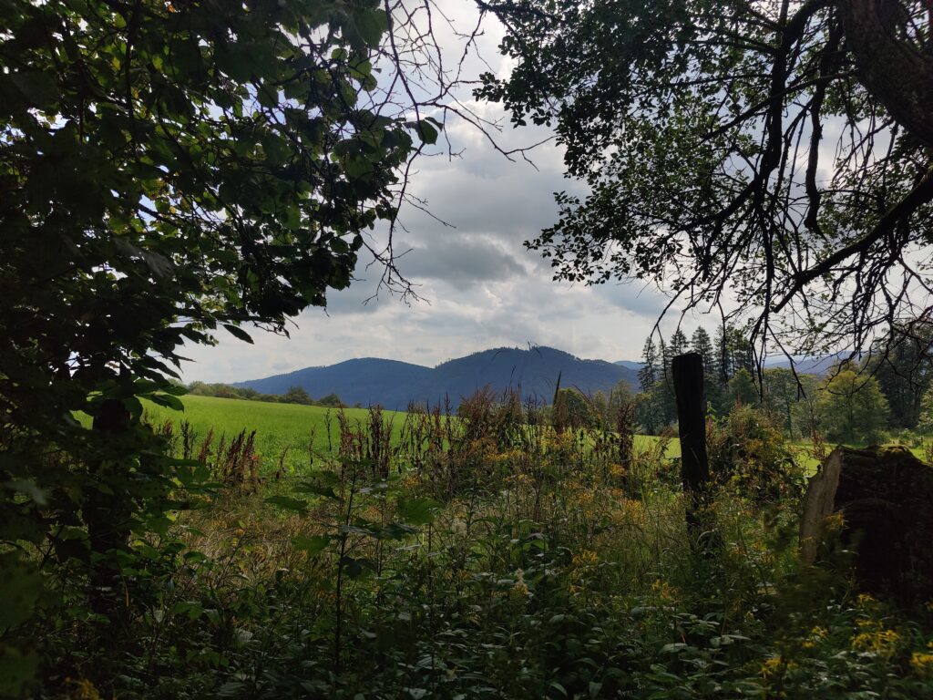 Rundwanderung durch die Hochheide Hoher Hagen bei Winterberg, 08/2023