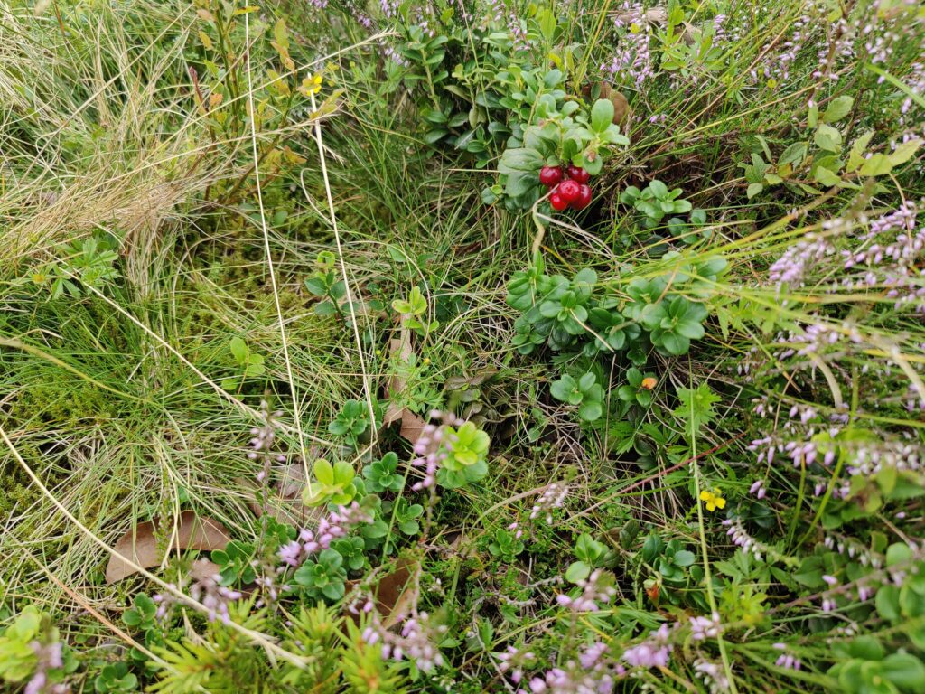Rundwanderung durch die Hochheide Hoher Hagen bei Winterberg, 08/2023