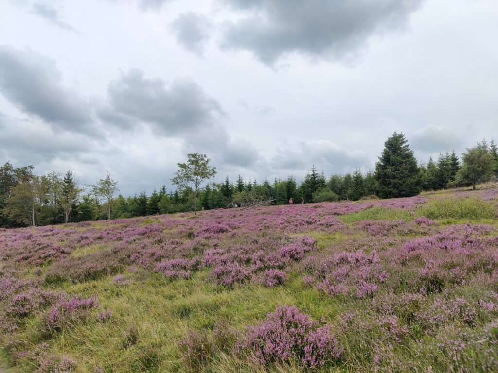 Rundwanderung durch die Hochheide Hoher Hagen bei Winterberg, 08/2023