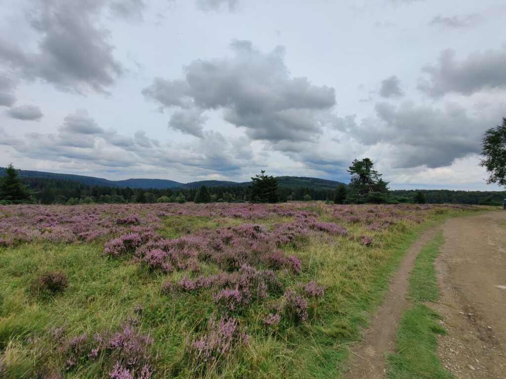 Rundwanderung durch die Hochheide Hoher Hagen bei Winterberg, 08/2023