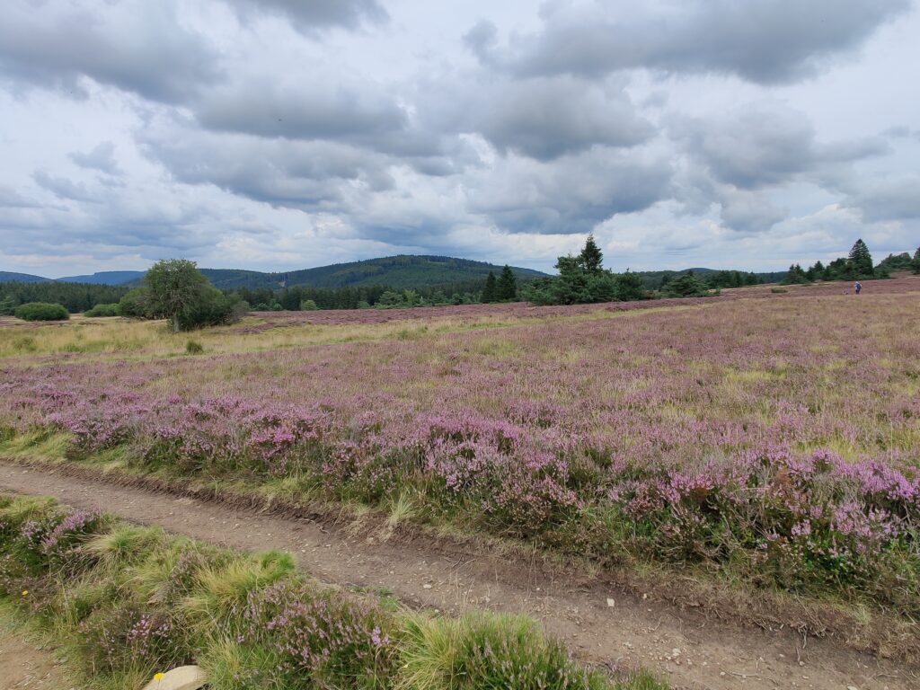 Rundwanderung durch die Hochheide Hoher Hagen bei Winterberg, 08/2023
