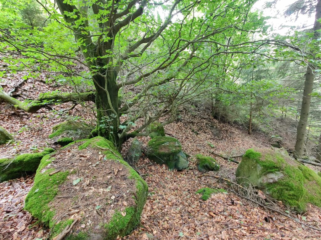 Rundwanderung durch die Hochheide Hoher Hagen bei Winterberg, 08/2023