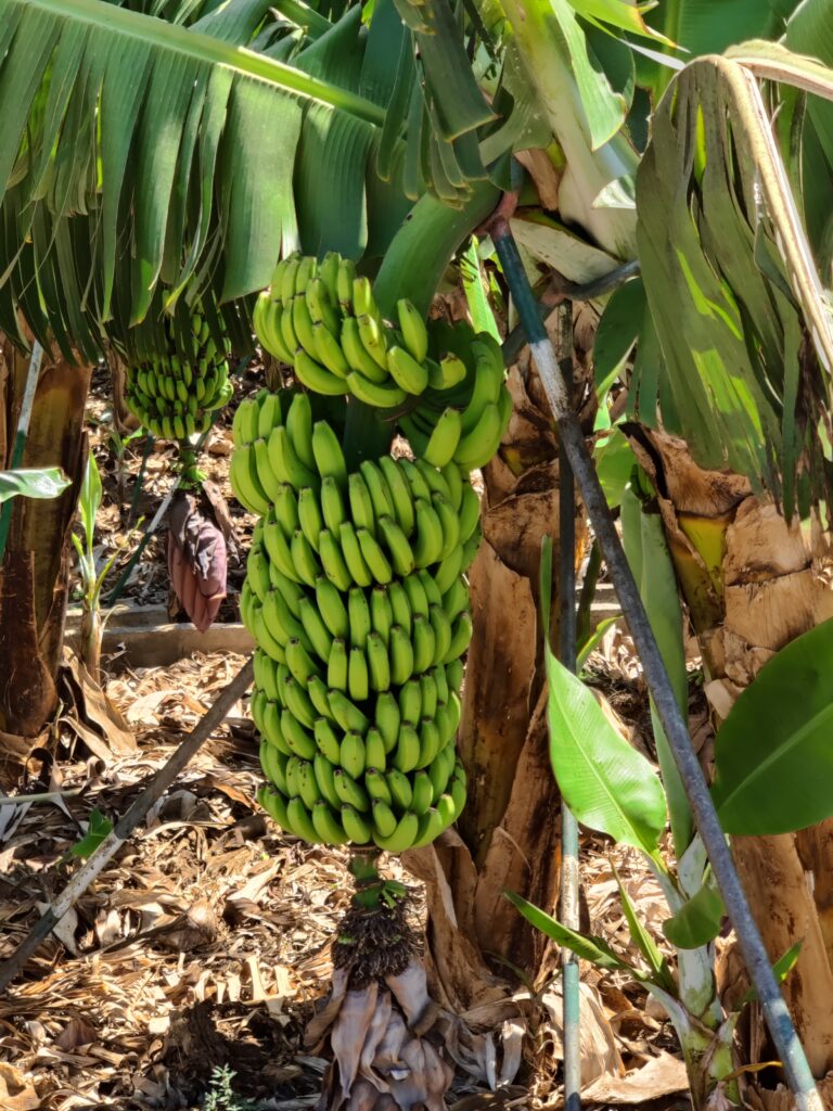 Urlaub auf La Gomera (09/ 2023)