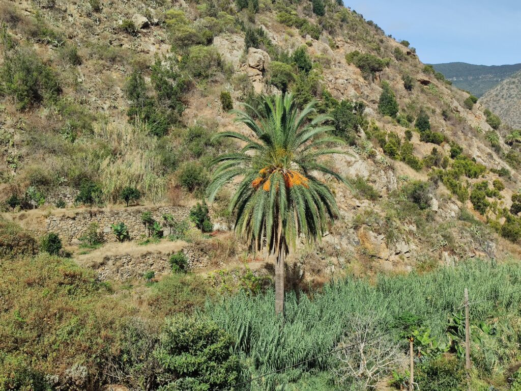 Urlaub auf La Gomera (09/ 2023)