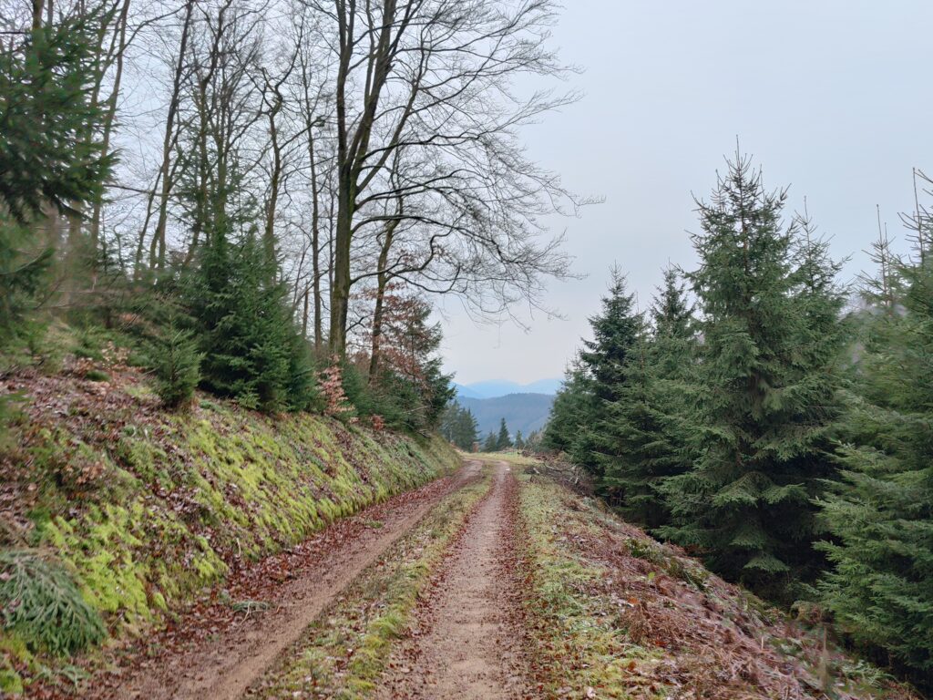 Wildewiese - Auf ins neue Wanderjahr!